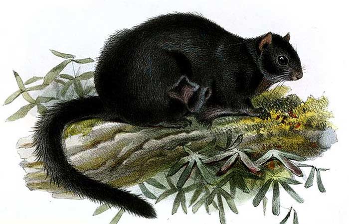 What do black flying squirrels eat?