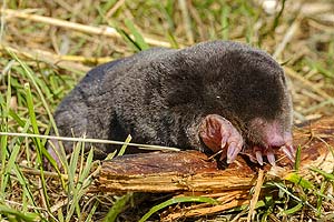 what do blind moles eat?