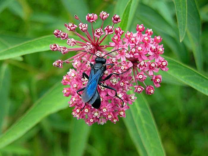 What do Blue Mud Daubers eat?