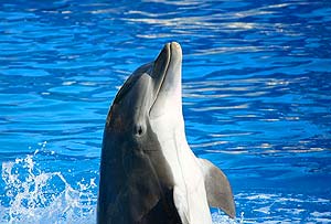 what do bottlenose dolphins eat?