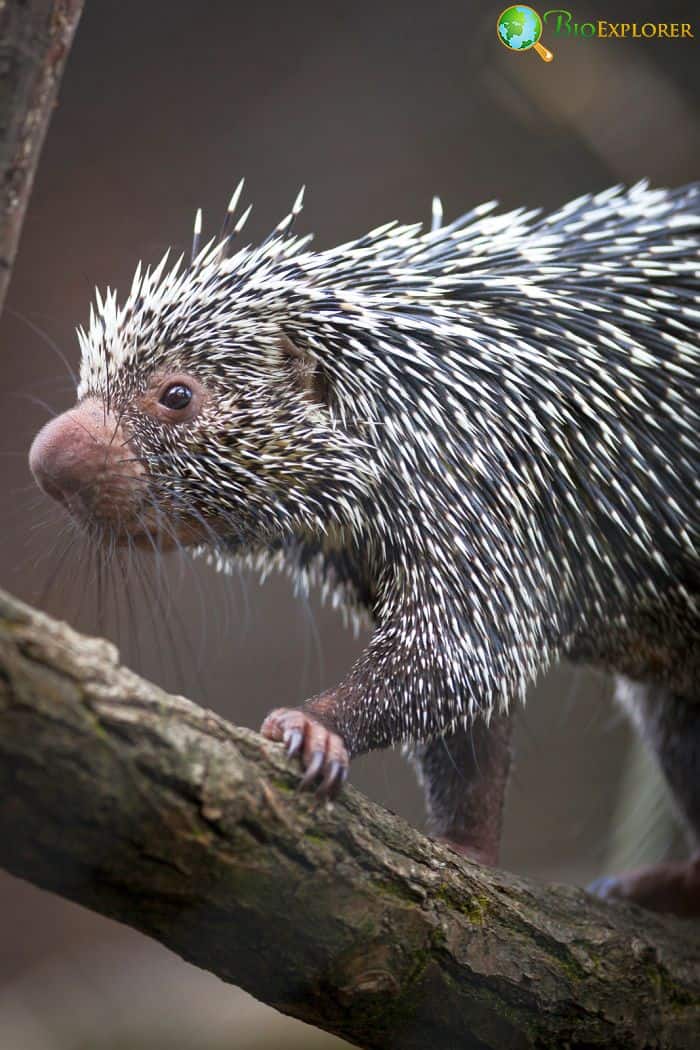 What Do Brazilian Porcupines Eat?
