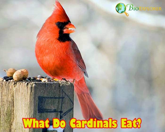 do cardinals eat