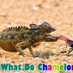 What Do Chameleons Eat?