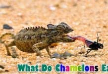 What Do Chameleons Eat?