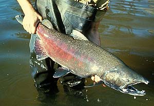 What do chinook salmons eat?