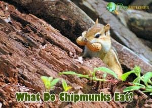 chipmunks bioexplorer