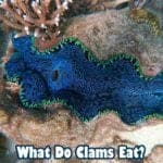 What Do Clams Eat?
