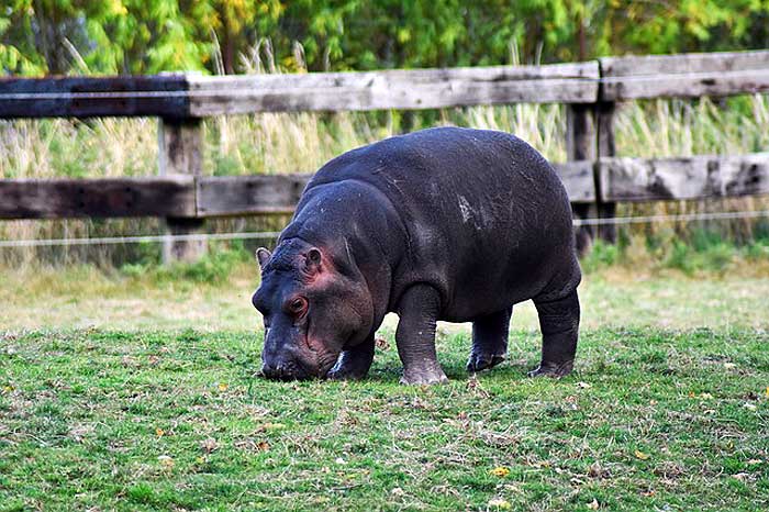 What do common hippos eat?