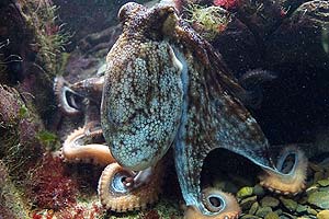 what do common octopuses eat?