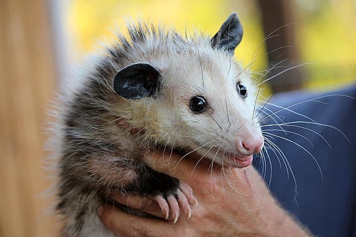 What do common opossums eat?