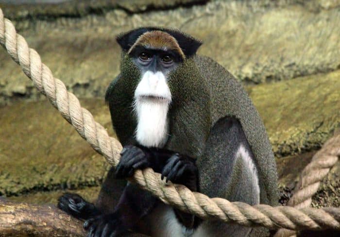 What Do De Brazza's Monkeys Eat?