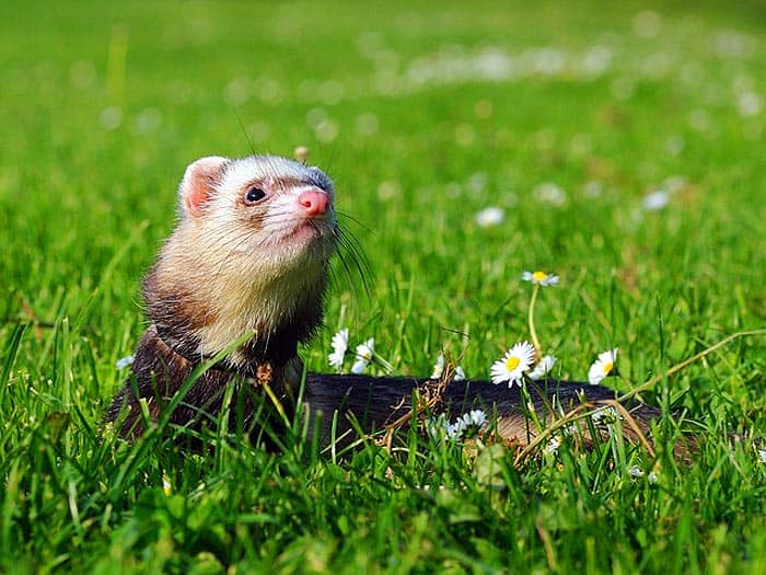 What Do Domesticated Ferrets Eat?