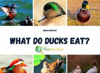 What Do Ducks Eat?