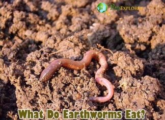 What Do Earthworms Eat?