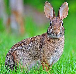 What Do Wild Rabbits Eat? | Types of Wild Rabbits & Their Diets