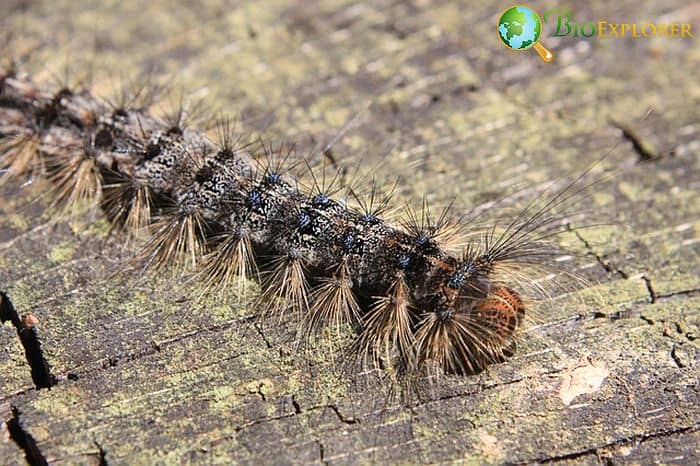 What Do Eastern Tent Caterpillar Moths Eat?