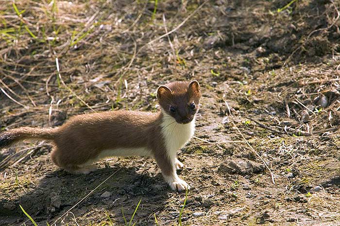 What do Egyptian weasels eat?