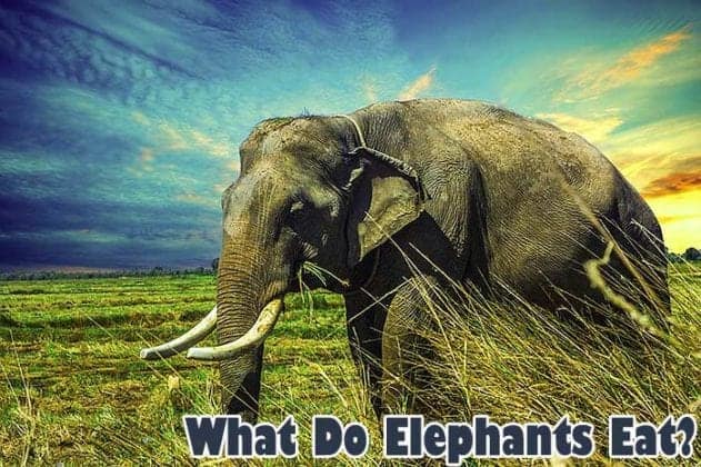 What Do Elephants Eat? | Elephants Diet By Types | What Eats Elephants