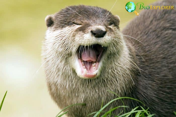 What Do Eurasian Otters Eat?