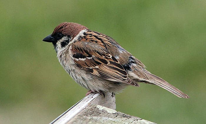 What do Eurasian Tree Sparrows eat?