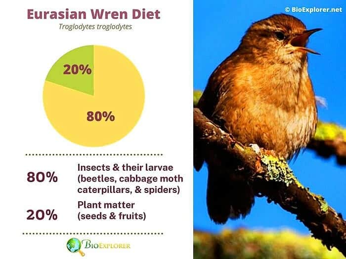 What Do Eurasian Wrens Eat?