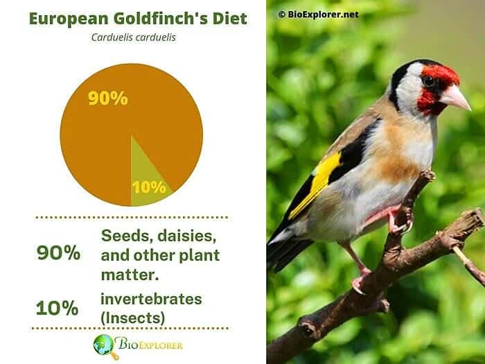 What Do European Goldfinches Eat?