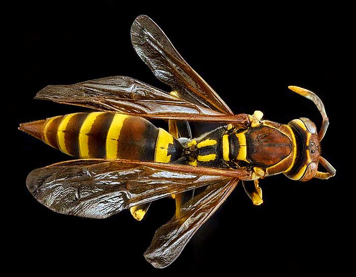 What do European Paper Wasps eat?