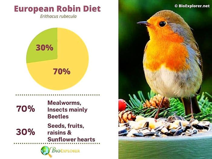 What Do European Robins Eat?
