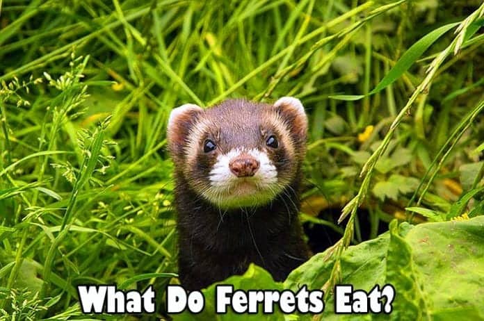 What Do Ferrets Eat?