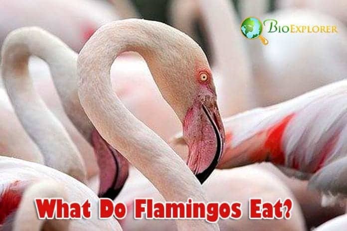 What Do Flamingos Eat?