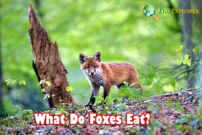 fennec fox eating bug