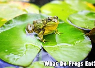 what do frogs eat?