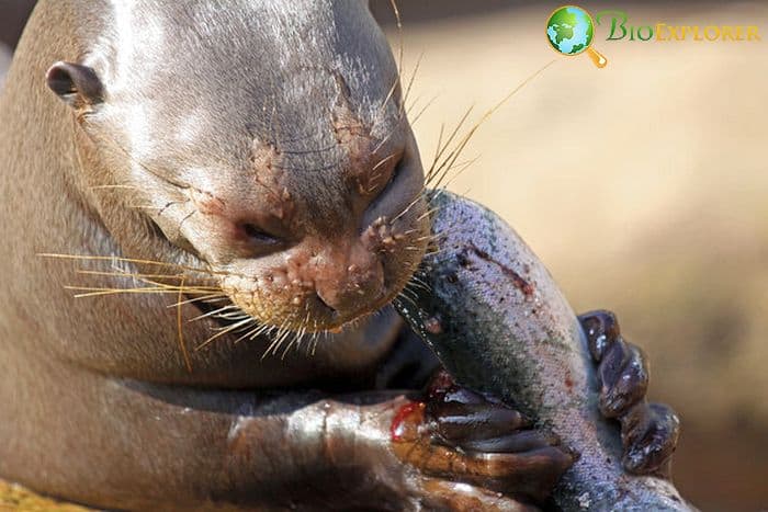 What Do Giant River Otters Eat?