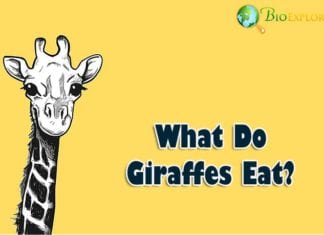 What Do Giraffes Eat?