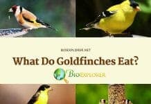 What Do Goldfinches Eat?
