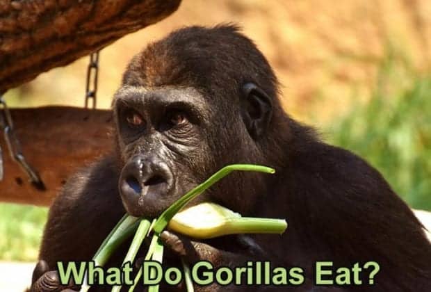 What Do Gorillas Eat? | Gorilla Food Chain | Silverback Gorilla Foods