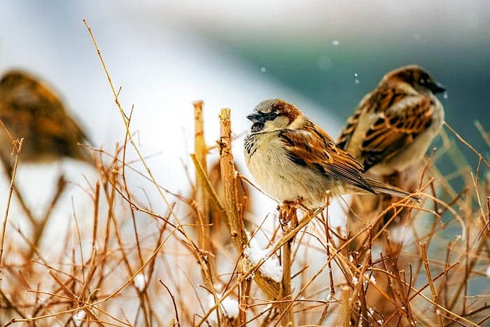 What do Great Sparrows eat?