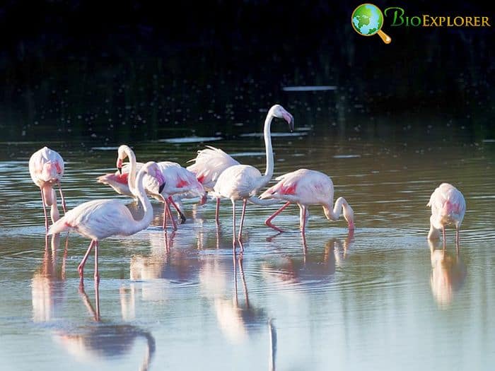 What Do Greater Flamingos Eat?