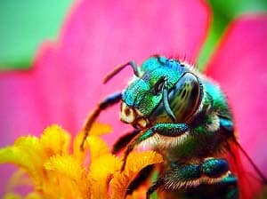 What Do Green Sweat Bees Eat?