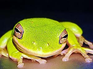 what do green tree frogs eat?