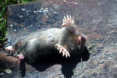 what do hairy-tailed moles eat?