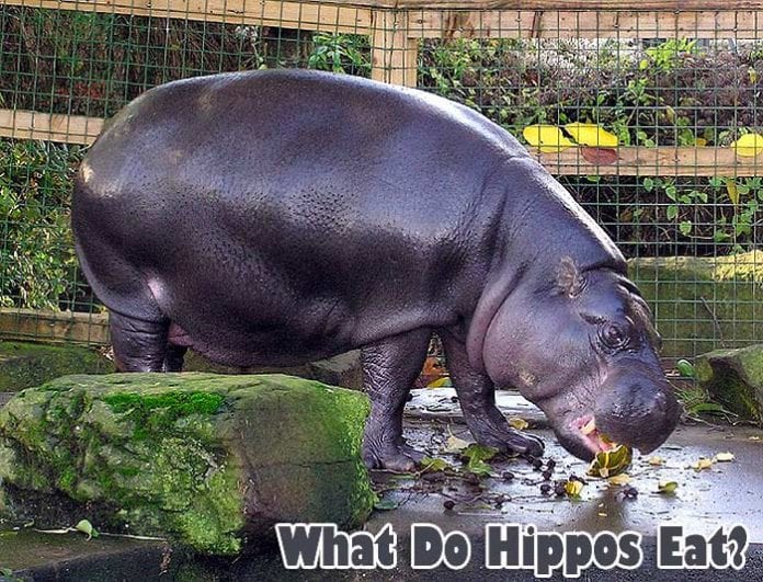 What do hippos eat?