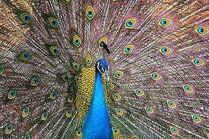 What do Indian peacocks eat?
