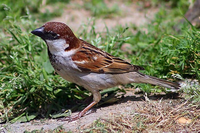 What do Italian sparrows eat?