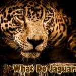 What Do Jaguars Eat?