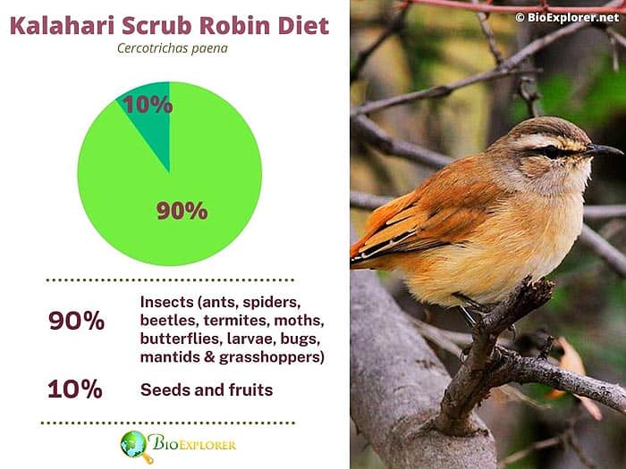 What Do Kalahari Scrub Robins Eat?