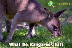 What Do Kangaroos Eat? | Kangaroos Diet by Types | What Eats Kangaroos?