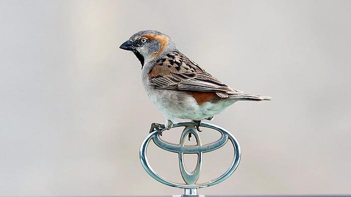 What do Kenya sparrows eat?