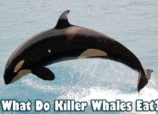 What do killer whales eat?