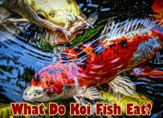 What Do Koi Fish Eat?